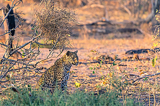 博茨瓦纳,奥卡万戈三角洲,雌性,豹,看,捕食