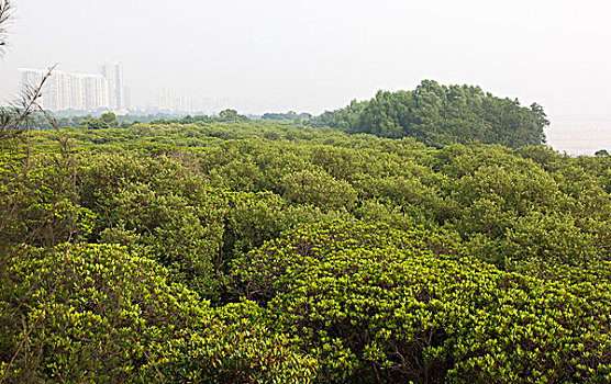 深圳红树林