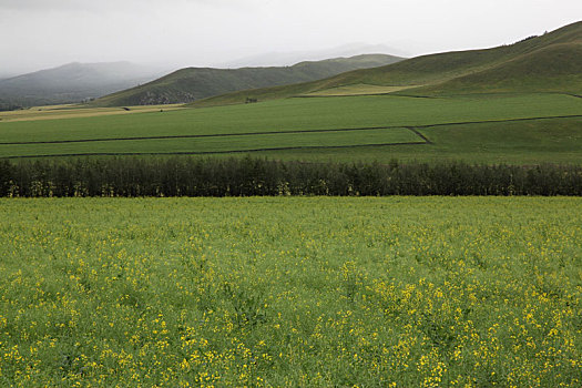 山峦与油菜花