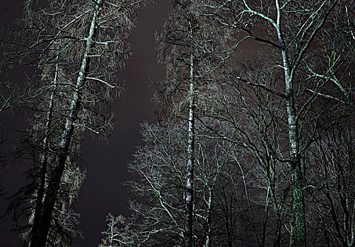 树林,夜晚