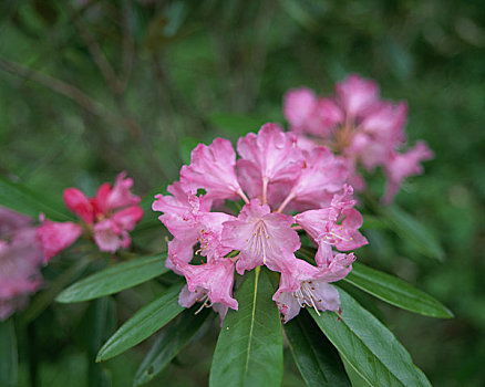 西部,杜鹃花属植物