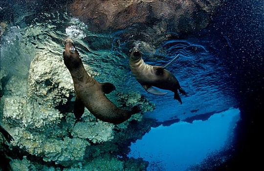 两个,加拉帕戈斯,毛皮,海豹,毛海狮,游泳,挨着,水,表面,加拉帕戈斯群岛,厄瓜多尔,水下
