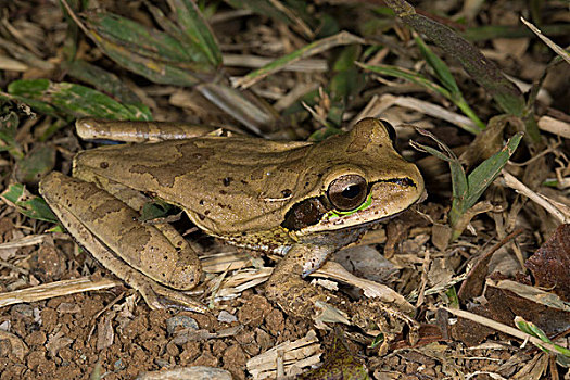 树蛙,奥撒半岛,哥斯达黎加