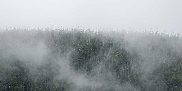 树,雾,格罗莫讷国家公园,纽芬兰,拉布拉多犬,加拿大