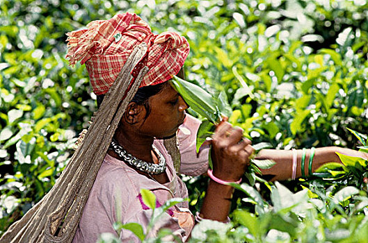 茶,产业,孟加拉,低,山,茶园,工人,部落,拔,技能,两个,叶子,芽