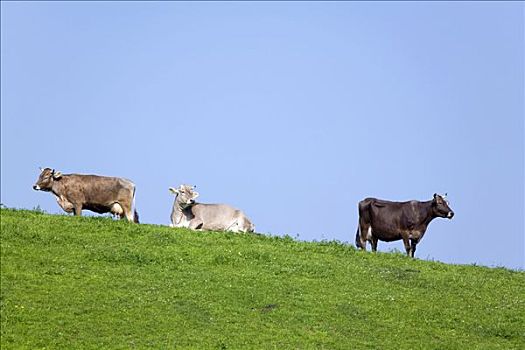 三个,乳业,母牛,草场,巴伐利亚,德国
