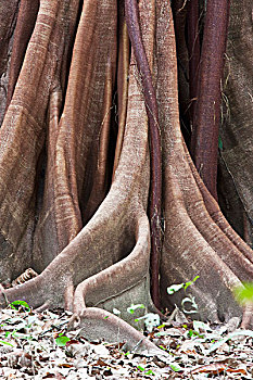 板状根,树干,特写,哥斯达黎加