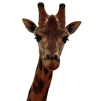 长颈鹿,动物头部