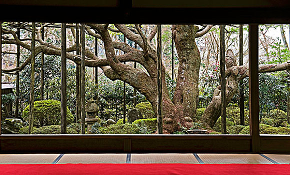延伸,树干,日本,松属,围绕,灌木丛,画廊,庙宇,靠近,京都