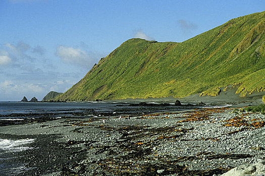 麦夸里岛,海岸线,草丛,山