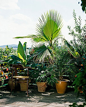 扇形棕榈,棕榈树,露台