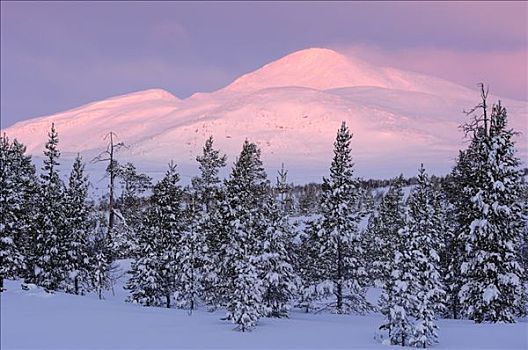 树林,山,冬天,风景,挪威