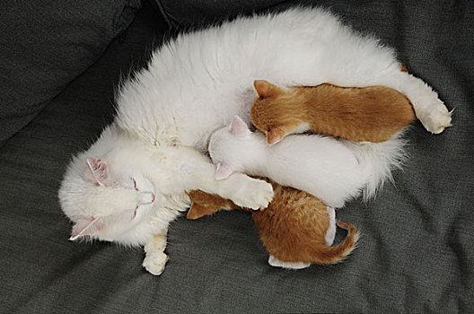 白色,猫,护理,三个,小猫