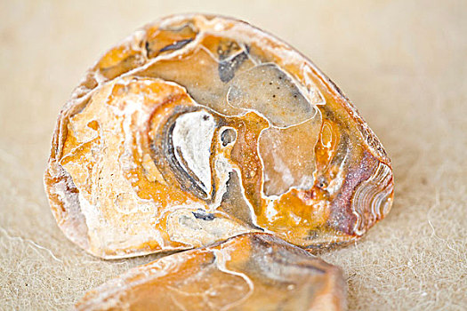 壳,牡蛎