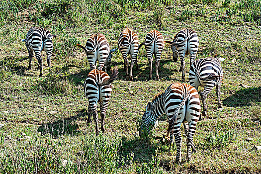斑马,牧群,放牧,后视图,马赛马拉国家保护区,塞伦盖蒂,裂谷省,肯尼亚,非洲