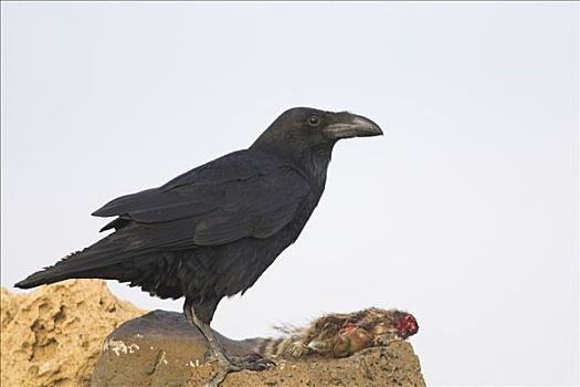 大乌鸦,渡鸦,捕食,富埃特文图拉岛,西班牙