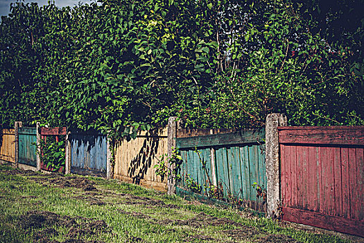 木篱,多样,彩色,院子