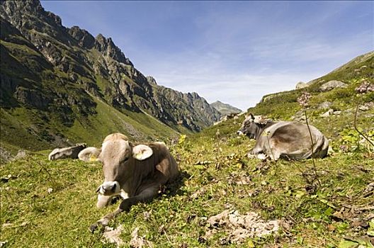 母牛,草场,高山,提洛尔,奥地利,欧洲