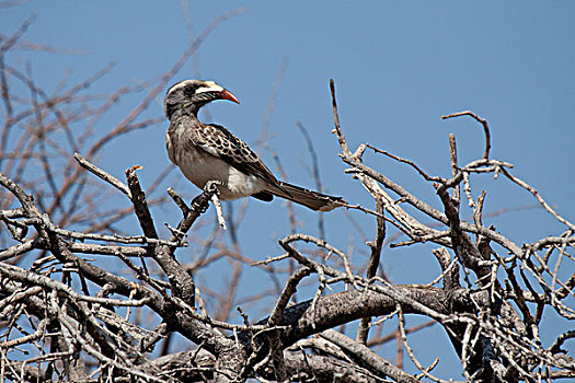 纳米比亚,埃托沙国家公园,红嘴犀鸟,树上