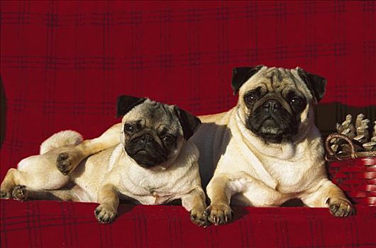哈巴狗,狗,两个,休息,一起,红色,毯子