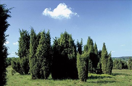 桧属植物,云,空中,针叶树,石南,灌木丛,呂內堡,德国