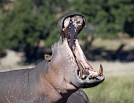河马,张嘴,嘴,乔贝国家公园,博茨瓦纳,非洲