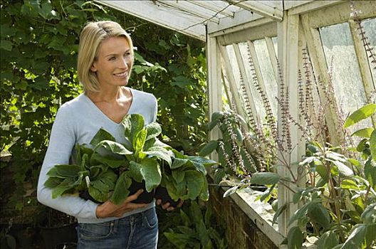 女人,温室,植物