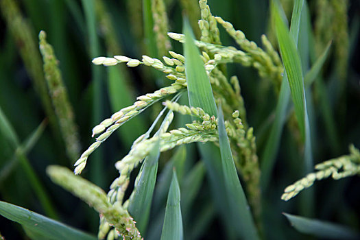 山东省日照市,数万亩稻田长势喜人,再有一个月将迎来丰收季