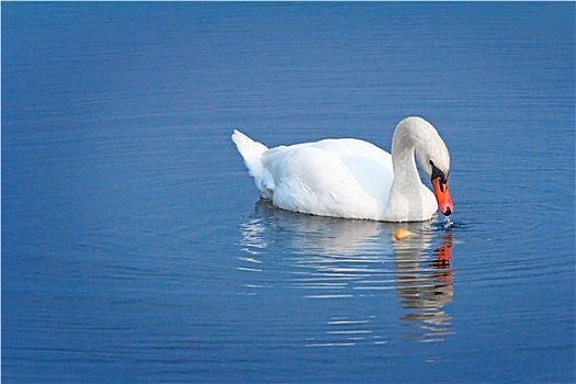 白色,天鹅,蓝色背景,水,湖
