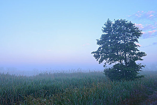 树,日出,费施兰德-达斯-茨因斯特,梅克伦堡前波莫瑞州,德国