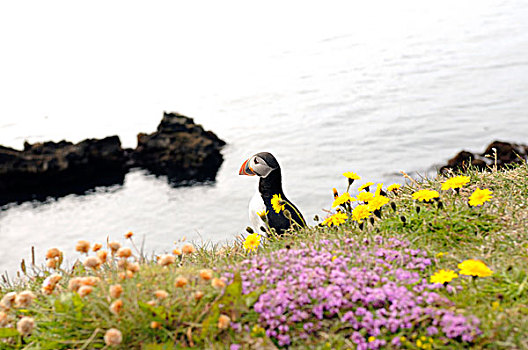 大西洋角嘴海雀,冰岛