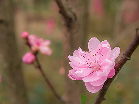 桃林,桃花