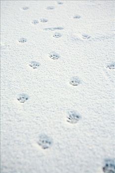 动物脚印,雪地