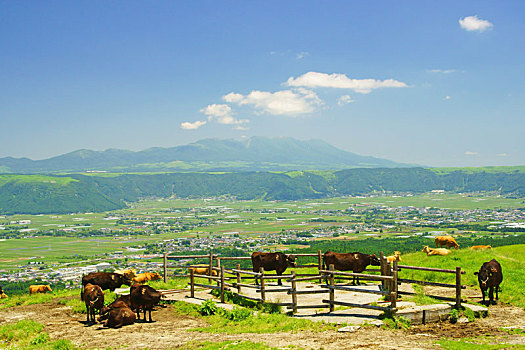 母牛,熊本,日本