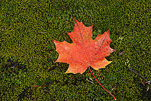 落下,红枫,叶子,床,绿色,苔藓,区域,安大略省,加拿大