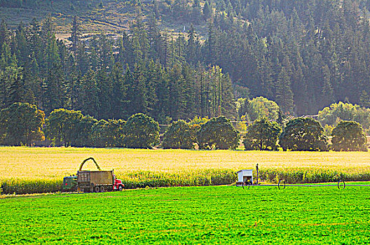 收获,玉米,不列颠哥伦比亚省,加拿大