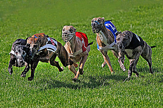 小灵狗,狗,跑,比赛