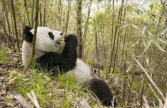 俘获,大熊猫,野生,围挡,卧龙自然保护区,濒危,中国