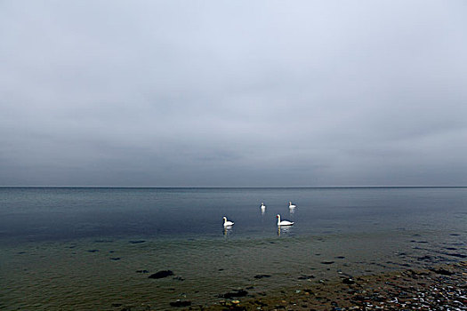 天鹅,波罗的海