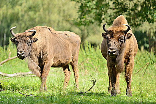 野牛,欧洲野牛,草地,正面,站立,看镜头