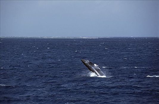 矮小,小须鲸,鲸跃,蜥蜴,岛屿,靠近,大堡礁,澳大利亚