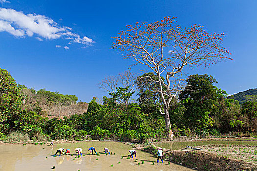 田园风光