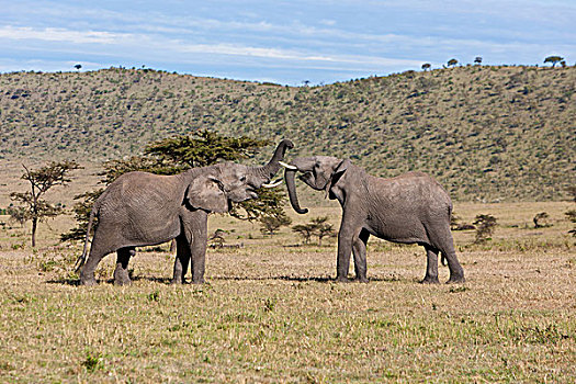 非洲,灌木,大象,非洲象,两个,幼兽,雄性动物,争斗,马赛马拉国家保护区,肯尼亚,东非
