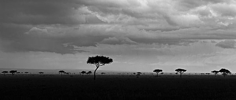 风暴,雨,上方,马赛马拉,肯尼亚,非洲