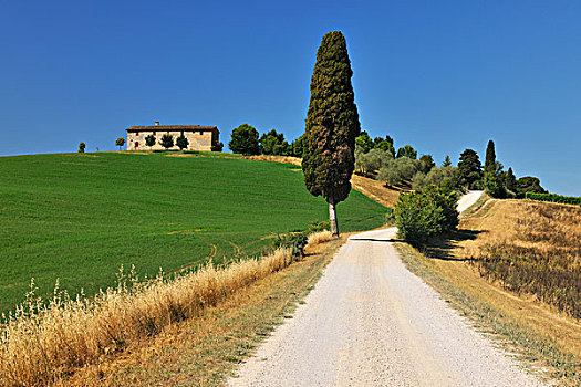 农村道路,随着,柏树,在夏天,锡耶纳省,托斯卡纳,意大利
