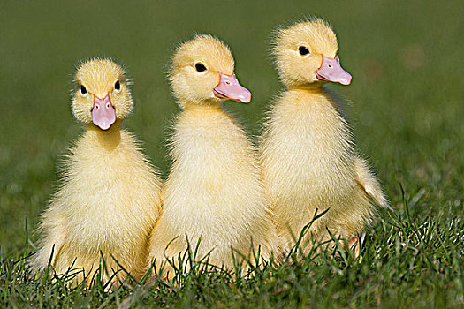 三个,小鸭子,草地