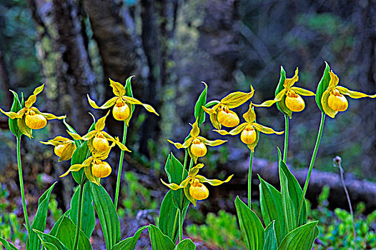 兰花,罗布森山省立公园,不列颠哥伦比亚省,加拿大