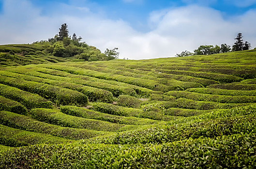 晴日里的茶场很壮观