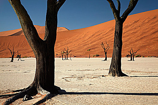 枯木,思考,沙丘,死亡谷,靠近,索苏维来地区,纳米比诺克陆夫国家公园,纳米比亚,非洲