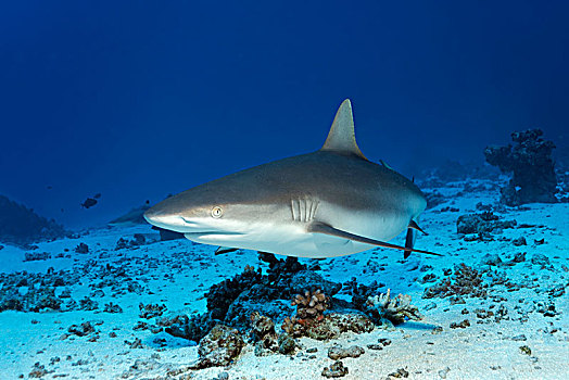 灰礁鲨,黑尾真鲨,上方,沙,仰视,太平洋,法属玻利尼西亚,大洋洲
